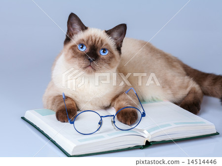 Cute business cat wearing glasses reading notebook Cute business cat wearing glasses reading notebook 14514446