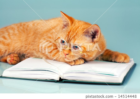 Wise cat 14514448