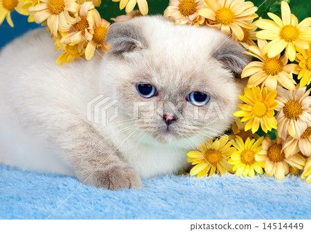 Cute scottish fold kitten with flowers Cute scottish fold kitten with flowers 14514449