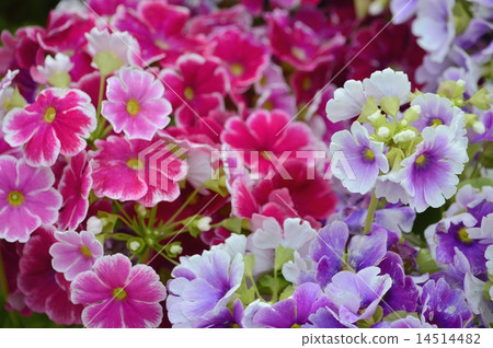 報春花·Obconica 14514482