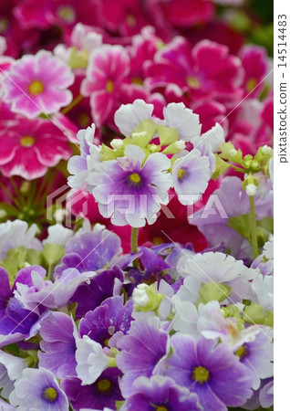 報春花·Obconica 14514483