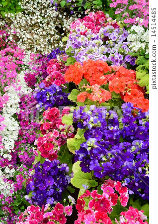 報春花·Obconica 14514485