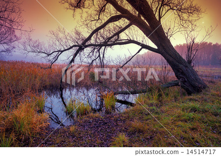 Foggy autumn landscape at sunrise 14514717