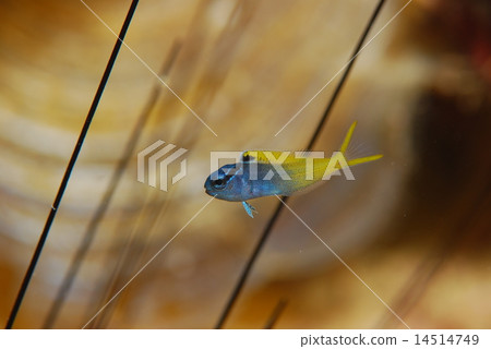 Scutellaria japonicus 14514749