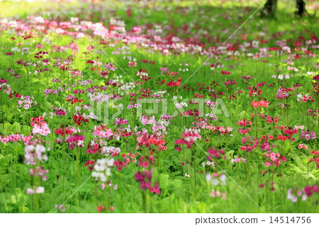 Clinch花園 14514756