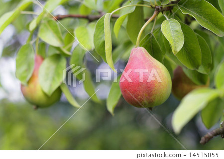 Pear fruits in garden. 14515055