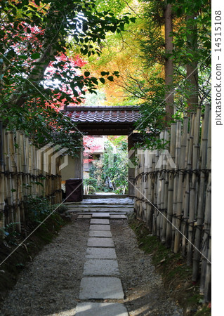 Kyoto autumn's midget Kyoto autumn's midget 14515108