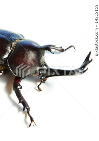 Domestic beetle insect male white back 14515155