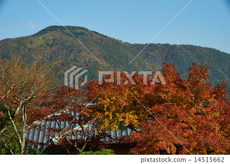 箱根和首都山（Meiseigatake）的秋葉 14515662