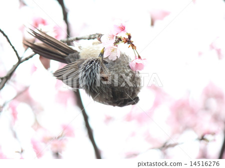 櫻花和棕色眼睛 14516276