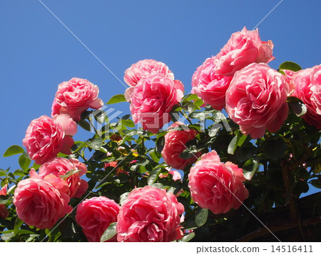 羅斯和藍天 14516411