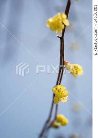 告訴春天的Hyuga mizuki開始使黃色的花朵綻放 14516803