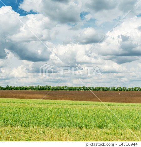 agriculture green field and low clouds over it 14516944