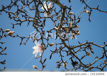 Following the magnolia, a thin peach colored burdock flower began to bloom Following the magnolia, a thin peach colored burdock flower began to bloom 14516998