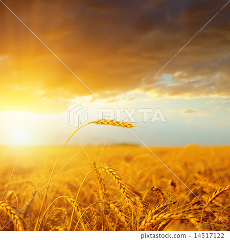 sunset over golden harvest sunset over golden harvest 14517122