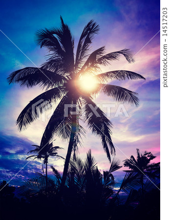 Palm on sunset Palm on sunset 14517203