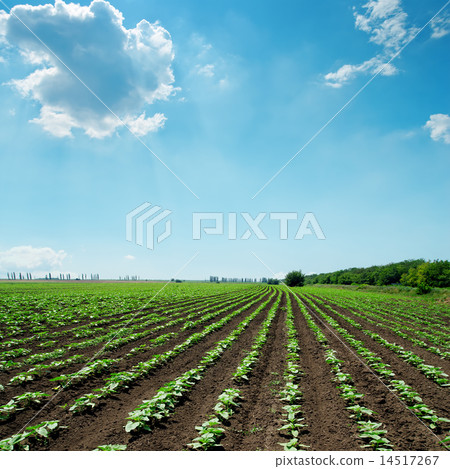 field with green sunflowers and blue sky 14517267