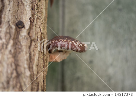 Rain fell and invitation was cheerfully invoked by wood shiitake mushrooms Rain fell and invitation was cheerfully invoked by wood shiitake mushrooms 14517378