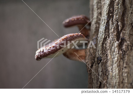 Rain fell and invitation was cheerfully invoked by wood shiitake mushrooms Rain fell and invitation was cheerfully invoked by wood shiitake mushrooms 14517379