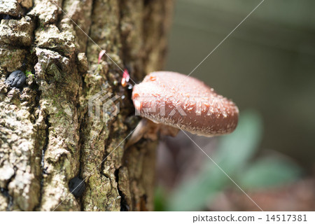 Rain fell and invitation was cheerfully invoked by wood shiitake mushrooms 14517381