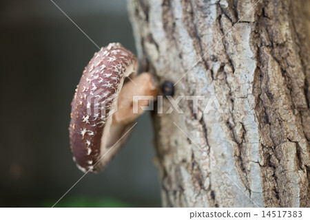 雨落下,木香菇迅速引起了邀請 雨落下,木香菇迅速引起了邀請 14517383