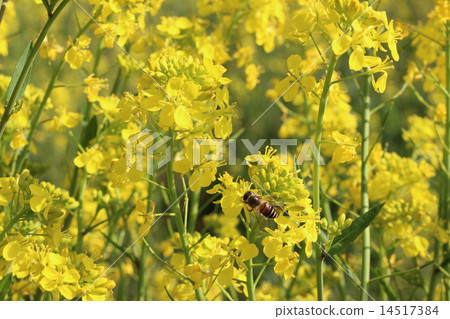 油菜花和蜜蜂 油菜花和蜜蜂 14517384