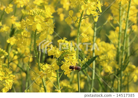 油菜花和蜜蜂 14517385