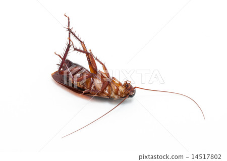 Dead cockroach Dead cockroach 14517802