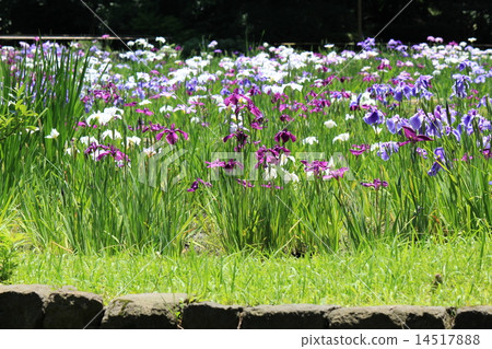 Oil iris in Koishikawa Korakuen Oil iris in Koishikawa Korakuen 14517888