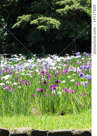 Oil iris in Koishikawa Korakuen Oil iris in Koishikawa Korakuen 14517889