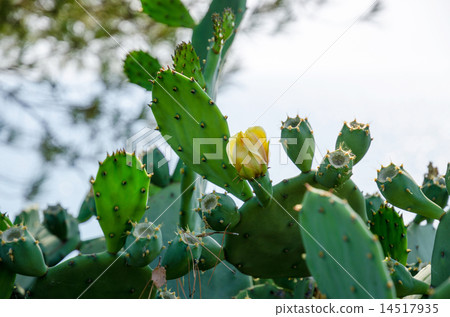 Blooming cactus in the wild nature Blooming cactus in the wild nature 14517935