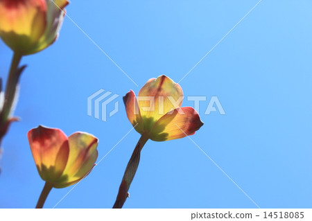 Total bract of dogwood 14518085