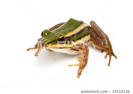 green frog 14518136