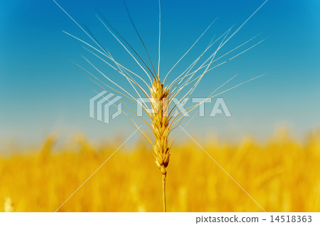 golden harvest under blue sky 14518363