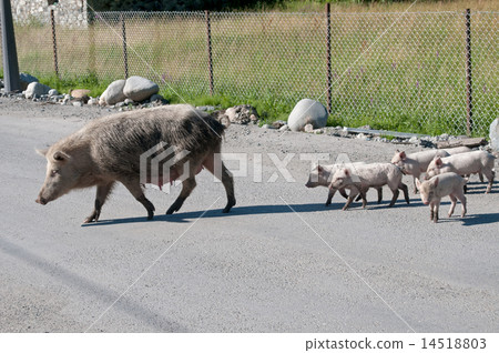 Pig family on the rode Pig family on the rode 14518803