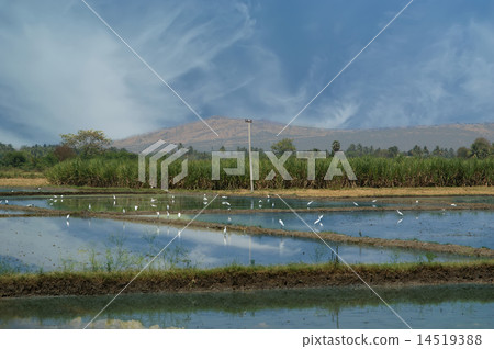 Rice field. Kerala, South India 14519388