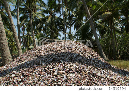 large pile of seashells on the ocean coast large pile of seashells on the ocean coast 14519394