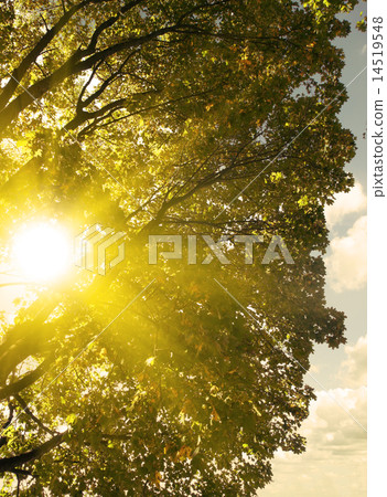 Maple tree in morning sun. 14519548