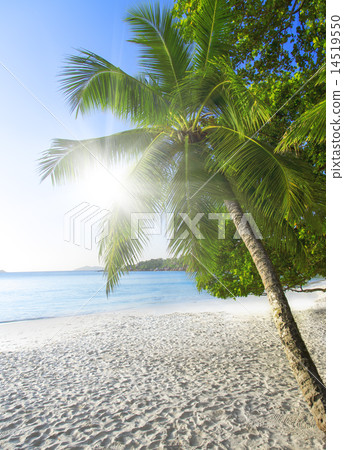 The island of dreams. Rest and relaxation. 14519550