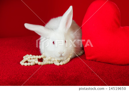 White rabbit and red heart white pearls White rabbit and red heart white pearls 14519650