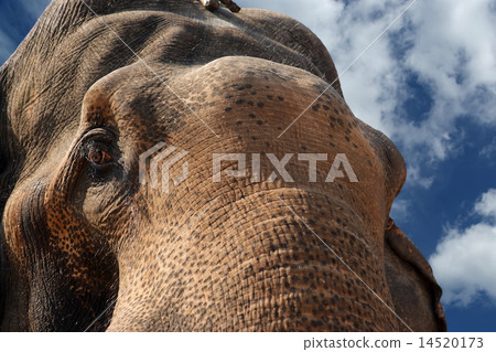 Face of Asian Elephant, or Indian 14520173