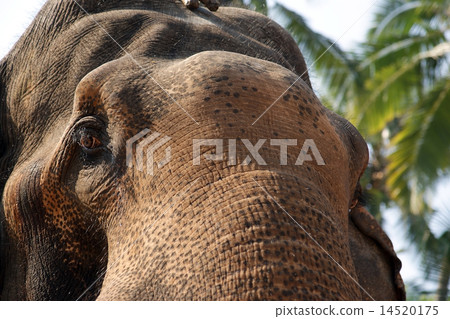 Face of Asian Elephant, or Indian 14520175