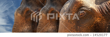 Face of Asian Elephant, or Indian Face of Asian Elephant, or Indian 14520177