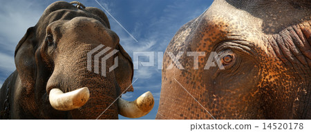 Face of Asian Elephant, or Indian Face of Asian Elephant, or Indian 14520178