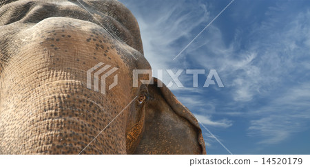 Face of Asian Elephant, or Indian Face of Asian Elephant, or Indian 14520179