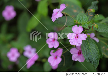 鳳仙花和雨滴 14520354