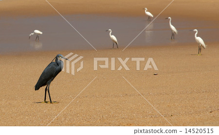 Herons on a sandy beach near the ocean. India Herons on a sandy beach near the ocean. India 14520515