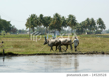 buffaloes in the rice fields, Kerala, South India buffaloes in the rice fields, Kerala, South India 14520528