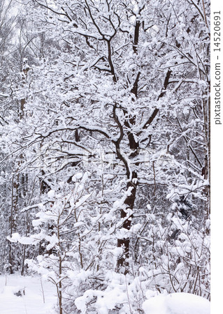 oak in a winter forest oak in a winter forest 14520691