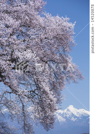 Cherry blossoms at Mizuka 14520878
